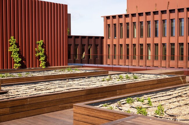 Systèmes de jardinières en bois avec lignes d'irrigation goutte-à-goutte