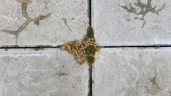 Mousse et saletés dans les joints des dalles de terrasse.