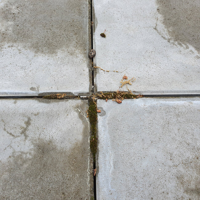 Les joints et les fissures des dalles de terrasse envahis par la mousse